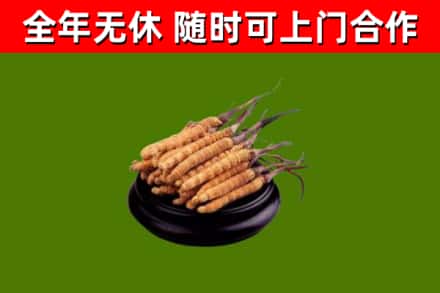 镇雄县烟酒回收冬虫夏草.jpg